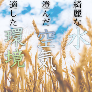 産地直送 米 こめ ご飯 ごはん  / 和歌山県産 キヌヒカリ 10kg(2024年産) 【sml100B】