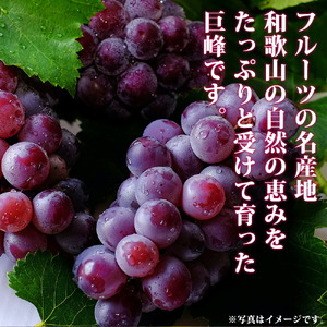 紀州和歌山産 巨峰ぶどう 約2kg ※2025年8月下旬頃?2025年9月上旬頃に順次発送 ※日付指定不可 巨峰 ぶどう ブドウ 葡萄 果物 くだもの フルーツ【uot784A】