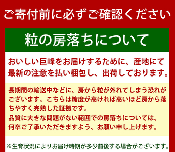 紀州和歌山産 巨峰ぶどう 約2kg ※2025年8月下旬頃?2025年9月上旬頃に順次発送 ※日付指定不可 巨峰 ぶどう ブドウ 葡萄 果物 くだもの フルーツ【uot784A】