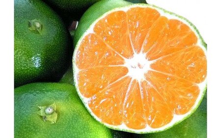  みかん【2026年秋頃発送予約分】こだわりの青切りみかん 約5kg サイズお任せ 　※2026年9月下旬より順次発送予定（お届け日指定不可） 【nuk150C】