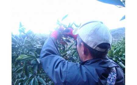  みかん【2026年秋頃発送予約分】こだわりの青切りみかん 約5kg サイズお任せ 　※2026年9月下旬より順次発送予定（お届け日指定不可） 【nuk150C】