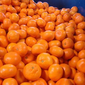 有田みかん 約7.5kg 大玉3L以上 有機質肥料100% ※2025年12月初旬~1月中旬に順次発送(お届け日指定不可)/ミカン 蜜柑 柑橘 フルーツ くだもの 果物 早生 温州 有田 【nuk158D】