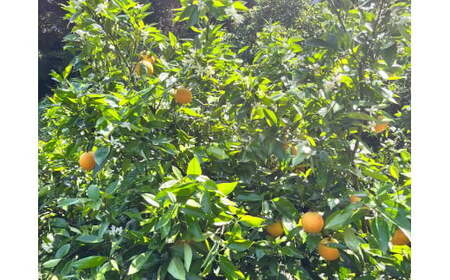 【先行予約】有田育ちの国産バレンシアオレンジ(ご家庭用)　3kg【農家直送】【和歌山県産】【ard178A】