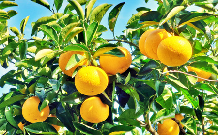 八朔 10kg 和歌山県産八朔【M～3Lサイズ混合】【agy023A】 | 和歌山県