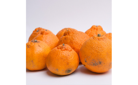 【先行予約】家庭用不知火2.5kg+250g(傷み補償分)<2月より発送>【ikd053D】