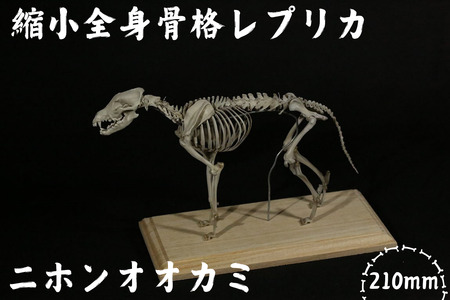 【ニホンオオカミ】 縮小 全身骨格レプリカ　/　レプリカ 標本 コレクション プラモデル 動物標本 骨格レプリカ 狼 フィギュア インテリア 模型 動物 博物館 骨格 頭蓋骨 ミニチュア 3Dプリント 【anf004A】