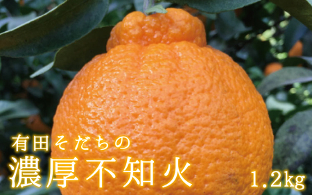 有田育ちの濃厚不知火(ご家庭用)(通称デコポン)　約1kg　【ard208A】