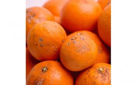 家庭用 清見5kg+250g(傷み補償分)【光センサー食頃出荷】【樹上完熟きよみオレンジ・清見タンゴール・清美】【わけあり・訳あり】 ※2026年2月~6月中旬ごろに順次発送 ※北海道・沖縄・離島への配送不可【ikd166C】