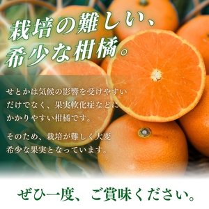 【ご家庭用訳あり】ジューシー柑橘 せとか 約3kg【先行予約】※2025年2月上旬頃～3月中旬頃発送予定（お届け日指定不可） せとか みかん ミカン 柑橘 フルーツ 果物 くだもの【uot834】