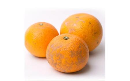 【先行予約】家庭用はっさく2.5kg+250g（傷み補償分）＜１月より発送＞【ikd139A】