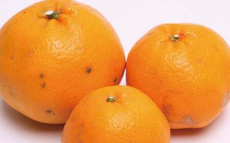 【先行予約】家庭用はるみ1kg+250g（傷み補償分）＜2月より発送＞【ikd142B】