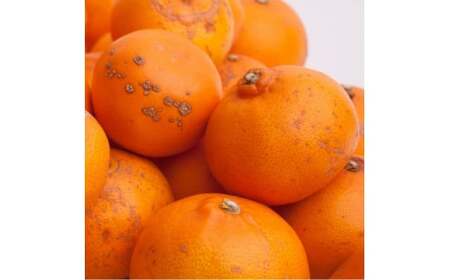 <2月より発送>家庭用 せとか1kg+250g(傷み補償分)【柑橘・春みかんの王様】【わけあり・訳あり】【光センサー選果・食べ頃出荷】【ikd126D】