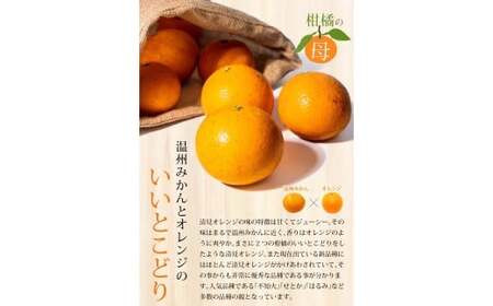 【ご家庭用】手選別 清見オレンジ 約6kg 和歌山県産 2S~2Lサイズ混合※2026年2月上旬~5月中旬頃に順次発送【mrmt038A】