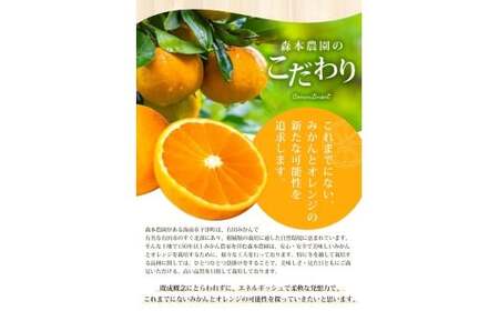 【訳あり】手選別 清見オレンジ 約10kg 和歌山県産 2S~2Lサイズ混合※2026年2月上旬～5月中旬頃に順次発送【mrmt025A】