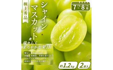 フルーツ フルーツ定期便 桃 シャインマスカット いちご みかん 全6回【kgr039】