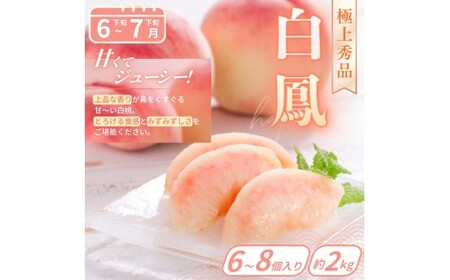 フルーツ フルーツ定期便 桃 シャインマスカット いちご みかん 全6回【kgr039】