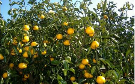 和歌山由良町産さつきはっさく 約10kg 赤秀・青秀サイズ混合 【訳あり ご家庭用 キズあり】 【sml139】