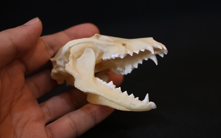 8cm] タヌキ 縮小頭骨レプリカ / レプリカ 標本 コレクション
