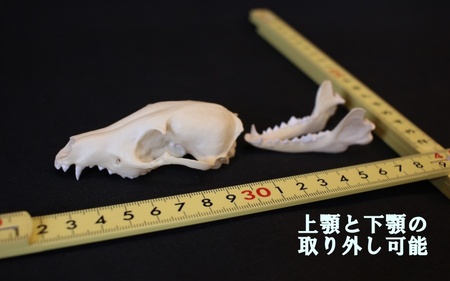  [8cm] タヌキ 縮小頭骨レプリカ  /  レプリカ 標本 コレクション プラモデル 動物標本 頭骨レプリカ 狸 たぬき フィギュア インテリア 模型 動物 博物館 骨格 ミニチュア 3Dプリント キーホルダー 【anf001A】