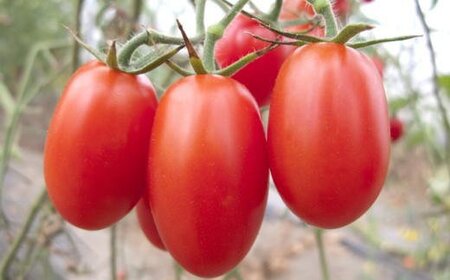 【2025年2月出荷分】和歌山産ミニトマト「アイコトマト」約2kg（S・Mサイズおまかせ）/ トマト 2月 先行予約 野菜 【tec100-2】