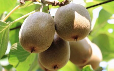 キウイ キウイフルーツ 果物 くだもの フルーツ 先行予約 1月 / 和歌山の下津で採れたキウイフルーツ約3.6kg（玉数おまかせ・秀品）※2025年1月上旬～3月中旬頃に発送【tec502】