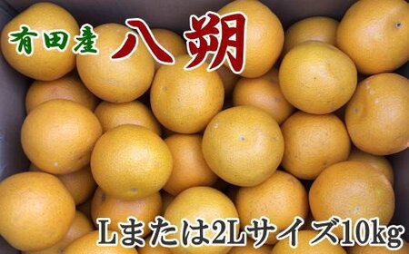 【手選果】有田産の八朔10kg（Lまたは2Lサイズいずれかお届け）＜2025年1月下旬～2025年2月下旬頃に順次発送＞/果物 くだもの フルーツ 蜜柑 みかん 【tec846】