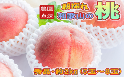 【産直・人気の特産品】和歌山の桃　約2kg・秀選品（2026年度発送分）※2026年6月下旬～2026年8月上旬頃順次発送 / もも モモ 桃 ギフト 贈り物 プレゼント 夏ギフト 果物 フルーツ 人気 産地直送 和歌山県 お取り寄せ 【tec910B】