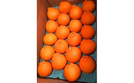   完熟紀州デコ(不知火) 約5kg　※2026年2月下旬頃〜2026年3月中旬頃に順次発送予定(お届け日指定不可)【uot707A】