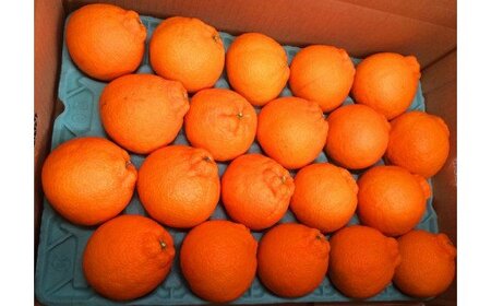 紀州有田産不知火(しらぬひ) 約5kg ※2026年2月中旬頃〜2026年3月中旬頃に順次発送予定(お届け日指定不可)【uot709A】