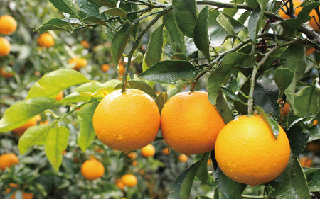 【先行予約】 \ みかんの名産地 和歌山県産/ 農家直送 完熟清見オレンジ 5kg (M~2Lサイズおまかせ) ひとつひとつ手選別で厳選【2026年3月中旬頃発送予定】/【hdm003A】