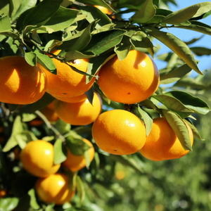 【先行予約】S～2L サイズおまかせ 紀美野町産 貯蔵みかん 10kg【2025年1月中旬～2月下旬に順次発送致します。】【frt007】
