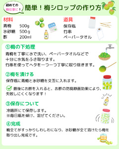 【先行予約】Mサイズ以上のサイズおまかせ 青梅 10kg【2025年6月下旬～7月上旬に順次発送致します。】【frt008A】