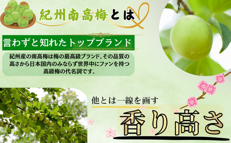 受付は6月10日まで！】【数量限定】L～2Lサイズおまかせ 和歌山