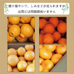 みかん 柑橘 果物 フルーツ 定期便 温州 ミカン 不知火 でこぽん オレンジ /【3か月定期便】たっぷり届く♪訳ありみかんの定期便【tkb113】