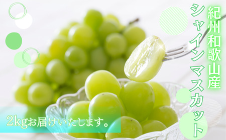 シャインマスカット 約2kg　紀州和歌山産【2026年8月下旬頃～2026年9月上旬頃に順次発送予定】【UT78】【Z91110-uot798】