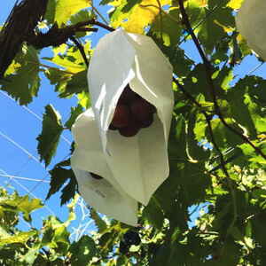 【秋の美味】フルーツ王国 和歌山の濃厚 ピオーネ 約2.8kg【2026年8月下旬から9月下旬頃順次発送】【AA14-ard081A】