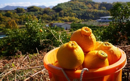 不知火 希少な樹上完熟！ 秀品大玉 6個入 (約2kg)　【2026年2月下旬頃～4月中旬頃まで発送】【BH002-kiy001】