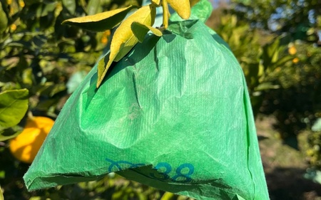 不知火 希少な樹上完熟！ 秀品大玉 6個入 (約2kg)　【2026年2月下旬頃～4月中旬頃まで発送】【BH002-kiy001】