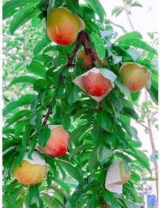 すもも〇希少品種〇「サマーエンジェル」約1.5kg【2026年7月上旬頃~7月中旬発送予定】【A253-frks146A】