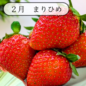 【全3回】和歌山厳選フルーツ定期便（ いちご 桃 シャインマスカット ）【MG16】【S96106-mtgn084】