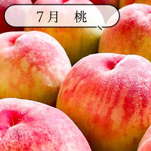 【全3回】和歌山厳選フルーツ定期便（ いちご 桃 シャインマスカット ）【MG16】【S96106-mtgn084】