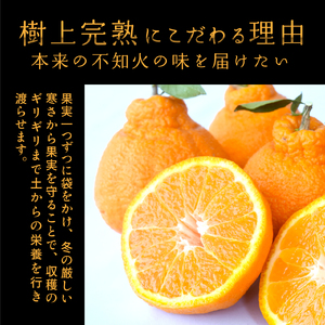 【贈答用化粧箱入】 不知火 樹上完熟 約2kg （5～8個入）【2026年2月下旬頃～4月中旬頃まで発送】【BK010-kgr014】