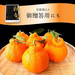 【贈答用化粧箱入】 不知火 樹上完熟 約2kg （5～8個入）【2026年2月下旬頃～4月中旬頃まで発送】【BK010-kgr014】