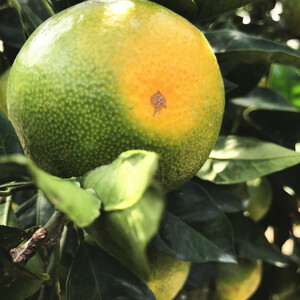 【訳あり・ご家庭用】青切り有田みかん　約3kg+200g(痛み補償分)【2026年9月中旬～10月上旬頃に順次発送予定】【AA90143-ard145B】