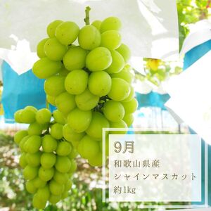 【7・8・10月 全3回】紀州和歌山産旬のフルーツセット（桃・シャインマスカット・ひらたねなし柿）定期便 【魚鶴商店】【UT66】【Z91135-tkb370】