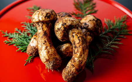 和歌山県産 香り高く希少な国産 松茸 約200g【2026年10月中旬頃～11月中旬頃に順次発送】【OKT1】【BP90016-swa100】