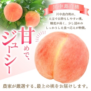 【ふるなびWEEK対象】桃 白桃 川中島白桃 約2kg 6~8個入【秀品】【BK013-kgr011A-week】