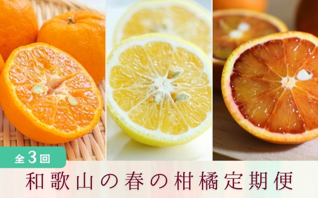 定期便全3回 【2月・3月・4月発送】 和歌山の春の柑橘 （ポンカン・はるか・ブラッドオレンジ）秀品【TM173】【TM92233-tkb】