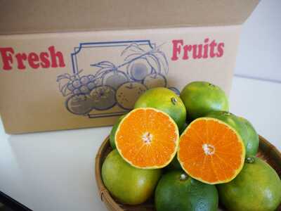 【訳あり・ご家庭用】かつらぎのみかん 約5kg S~Lサイズ混合【2026年9月中旬~11月下旬頃発送予定】【A273-frks166】