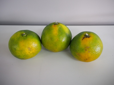 【訳あり・ご家庭用】かつらぎのみかん 約5kg S~Lサイズ混合【2026年9月中旬~11月下旬頃発送予定】【A273-frks166】